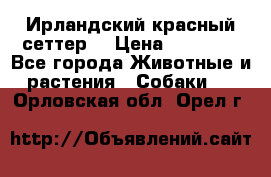 Ирландский красный сеттер. › Цена ­ 30 000 - Все города Животные и растения » Собаки   . Орловская обл.,Орел г.
